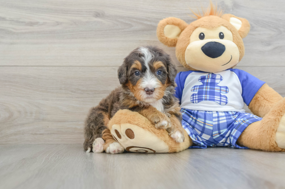 7 week old Mini Bernedoodle Puppy For Sale - Seaside Pups