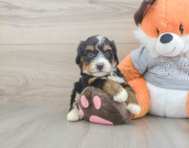 5 week old Mini Bernedoodle Puppy For Sale - Seaside Pups