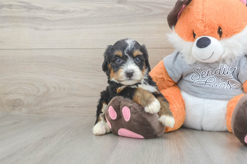 5 week old Mini Bernedoodle Puppy For Sale - Seaside Pups