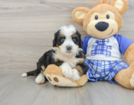 8 week old Mini Bernedoodle Puppy For Sale - Seaside Pups