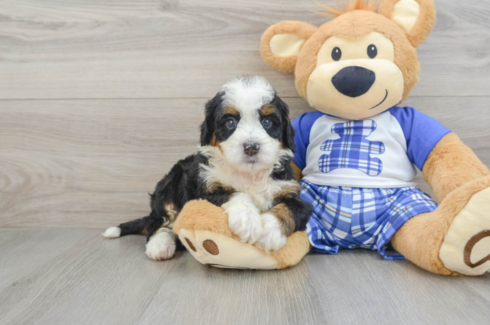 7 week old Mini Bernedoodle Puppy For Sale - Seaside Pups