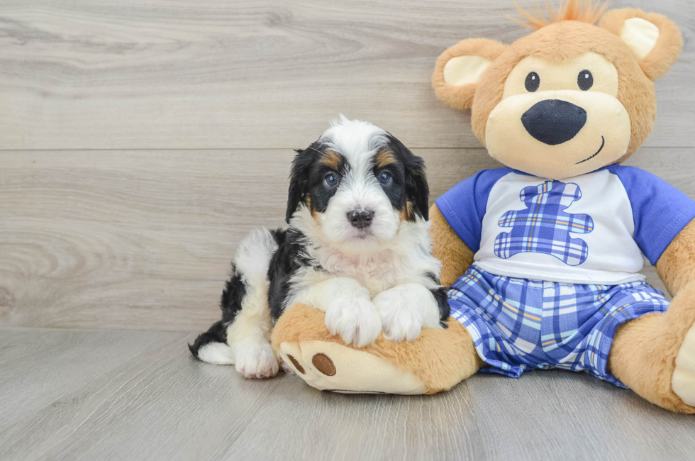 7 week old Mini Bernedoodle Puppy For Sale - Seaside Pups