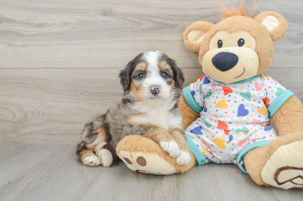 6 week old Mini Bernedoodle Puppy For Sale - Seaside Pups