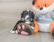 5 week old Mini Bernedoodle Puppy For Sale - Seaside Pups