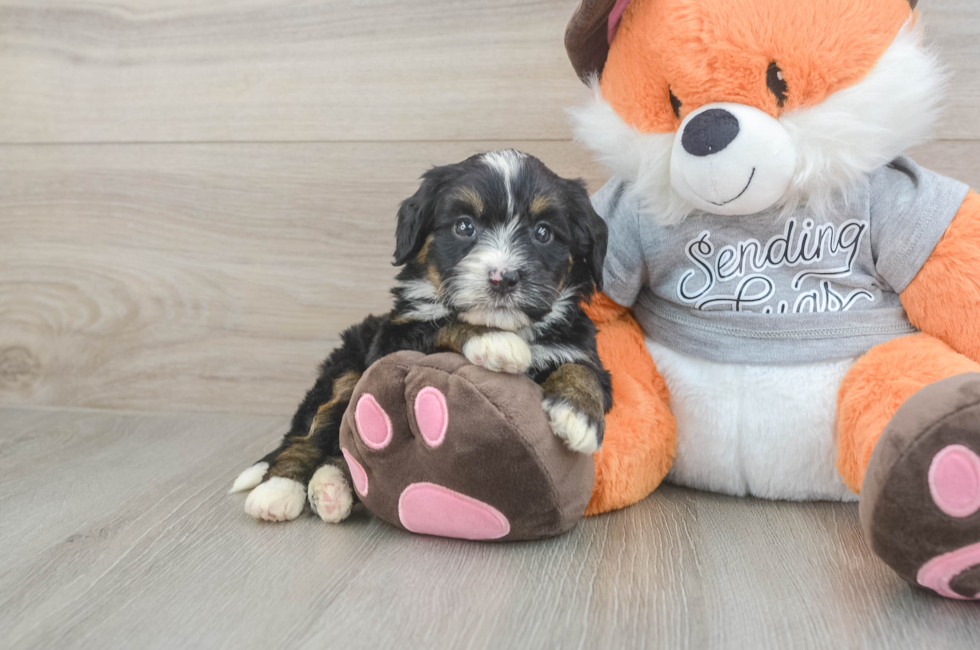 5 week old Mini Bernedoodle Puppy For Sale - Seaside Pups