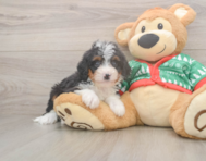 6 week old Mini Bernedoodle Puppy For Sale - Seaside Pups