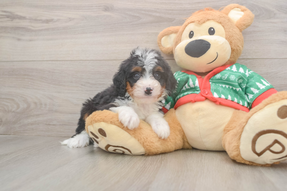 5 week old Mini Bernedoodle Puppy For Sale - Seaside Pups