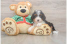 Best Mini Bernedoodle Baby