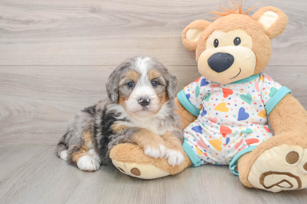 Adorable Mini Bernesepoo Poodle Mix Puppy