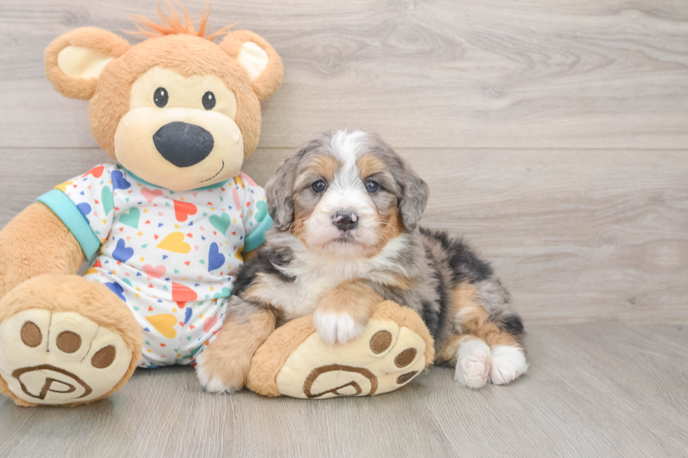 Mini Bernedoodle Pup Being Cute