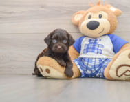 8 week old Mini Bernedoodle Puppy For Sale - Seaside Pups