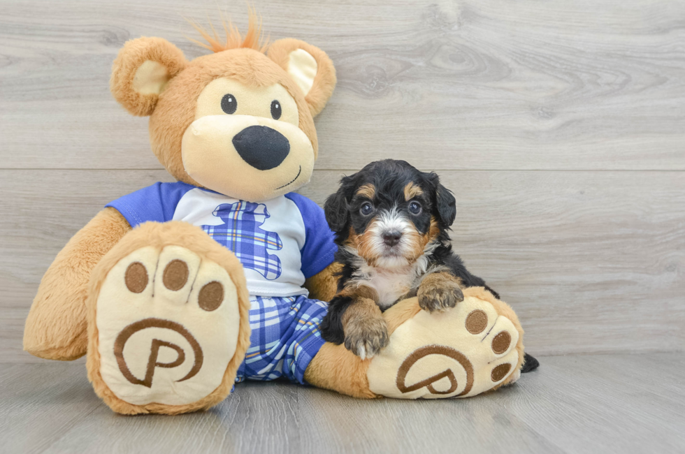 7 week old Mini Bernedoodle Puppy For Sale - Seaside Pups