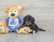 8 week old Mini Bernedoodle Puppy For Sale - Seaside Pups