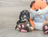 5 week old Mini Bernedoodle Puppy For Sale - Seaside Pups