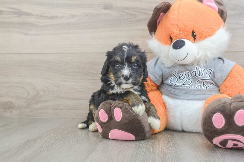 5 week old Mini Bernedoodle Puppy For Sale - Seaside Pups