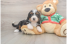 Sweet Mini Bernedoodle Baby
