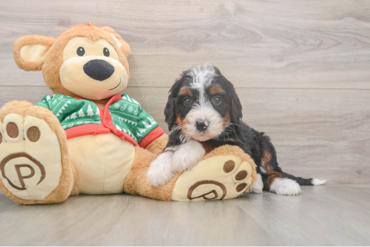 Petite Mini Bernedoodle Poodle Mix Pup