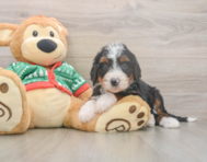 6 week old Mini Bernedoodle Puppy For Sale - Seaside Pups