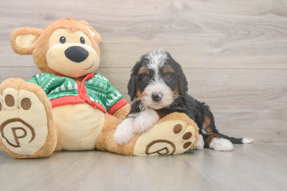 Petite Mini Bernedoodle Poodle Mix Pup