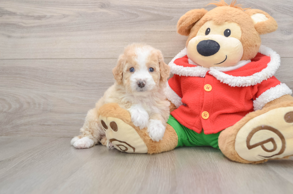 5 week old Mini Bernedoodle Puppy For Sale - Seaside Pups