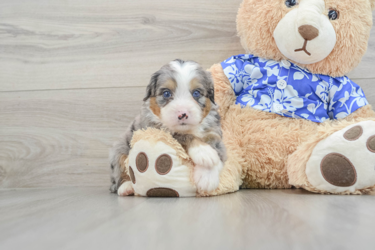 Smart Mini Bernedoodle Poodle Mix Pup