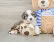 7 week old Mini Bernedoodle Puppy For Sale - Seaside Pups