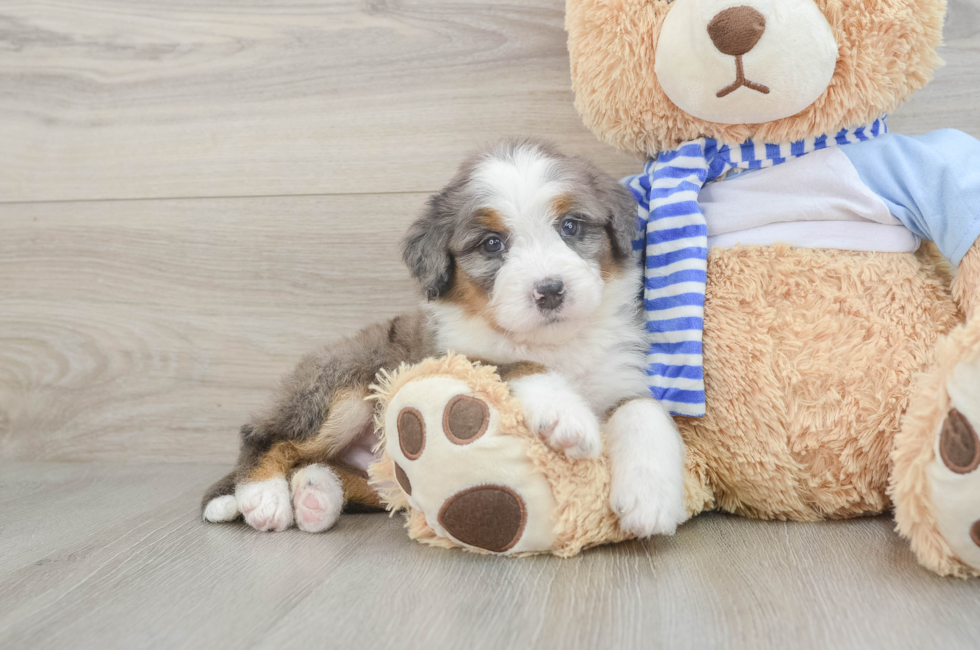 7 week old Mini Bernedoodle Puppy For Sale - Seaside Pups