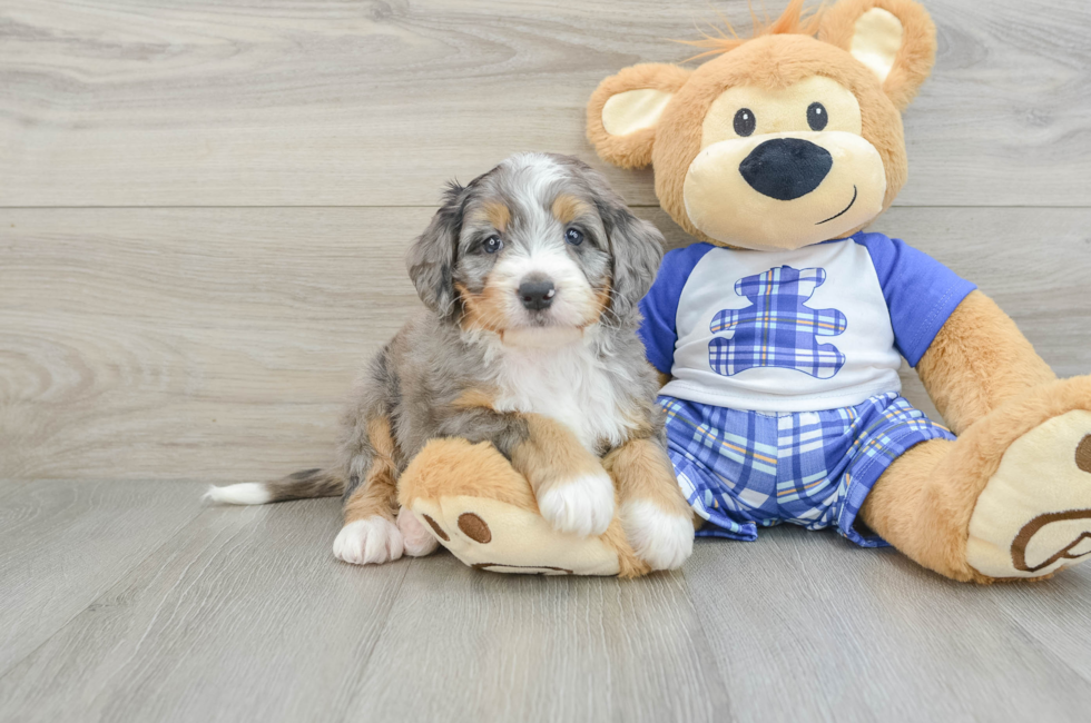 7 week old Mini Bernedoodle Puppy For Sale - Seaside Pups