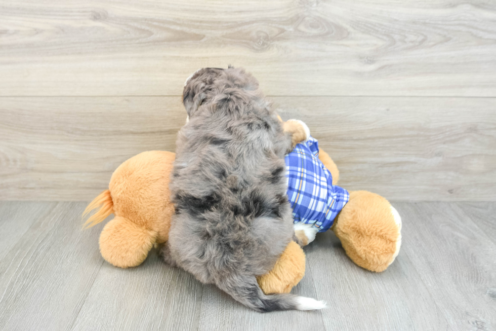 Petite Mini Bernedoodle Poodle Mix Pup