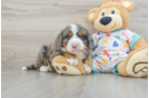 Best Mini Bernedoodle Baby
