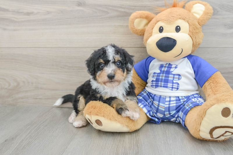 Meet Bryce - our Mini Bernedoodle Puppy Photo 1/3 - Seaside Pups