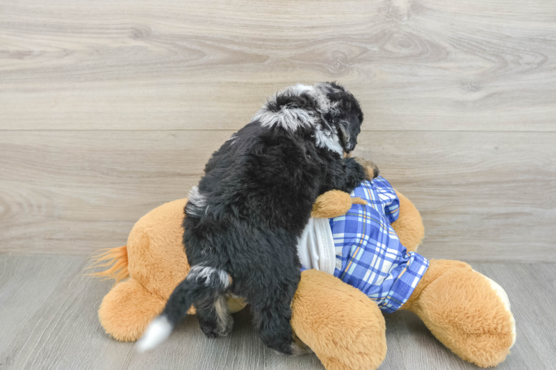 Meet Bryce - our Mini Bernedoodle Puppy Photo 2/3 - Seaside Pups