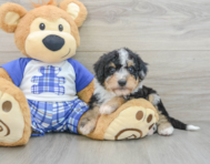 8 week old Mini Bernedoodle Puppy For Sale - Seaside Pups