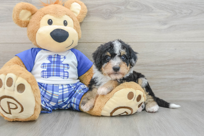 Meet Bryce - our Mini Bernedoodle Puppy Photo 3/3 - Seaside Pups
