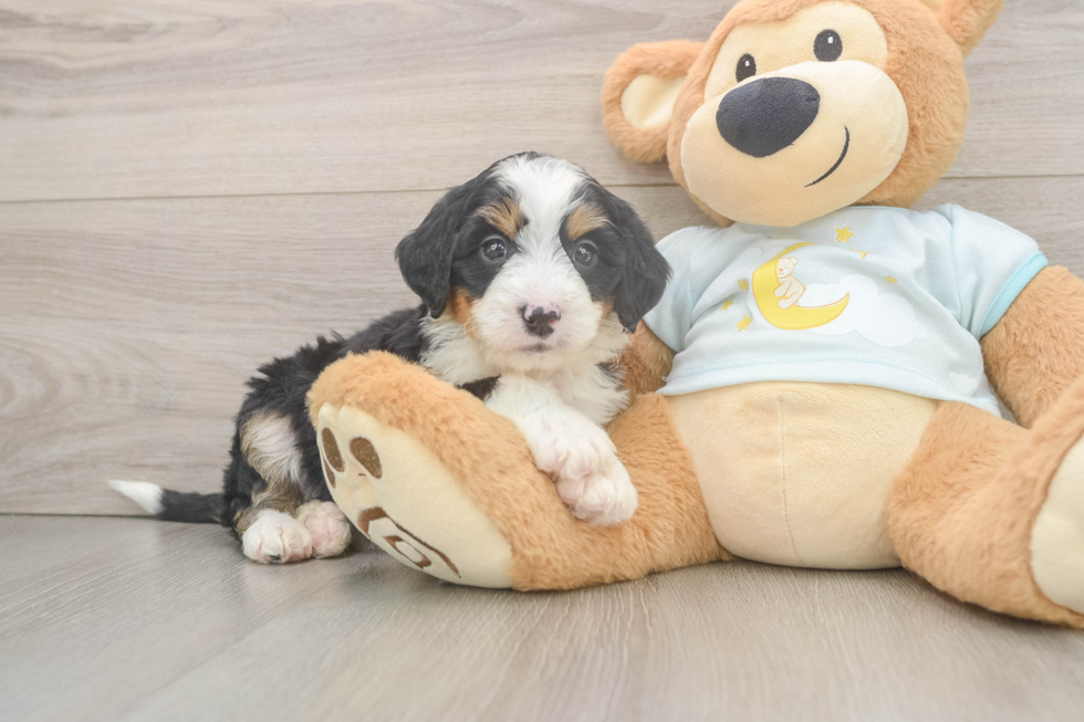 Little Mini Berniedoodle Poodle Mix Puppy