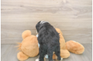 Sweet Mini Bernedoodle Baby