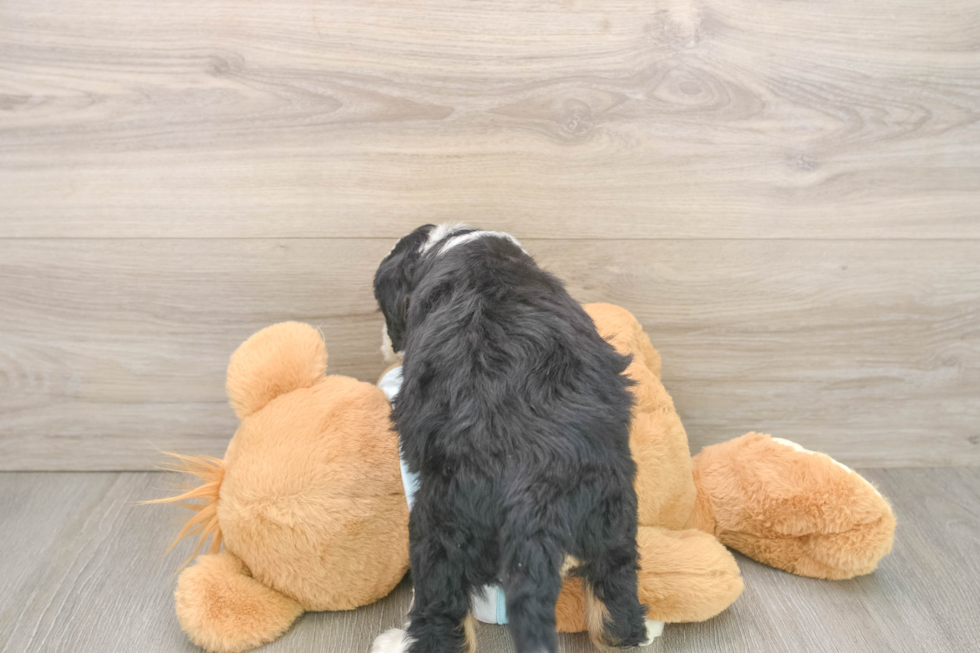 Sweet Mini Bernedoodle Baby