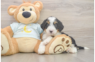 Mini Bernedoodle Pup Being Cute