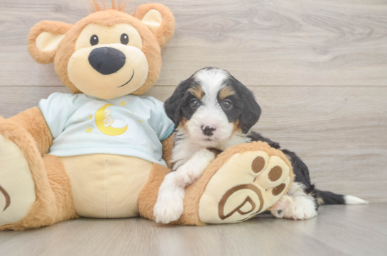 Mini Bernedoodle Pup Being Cute
