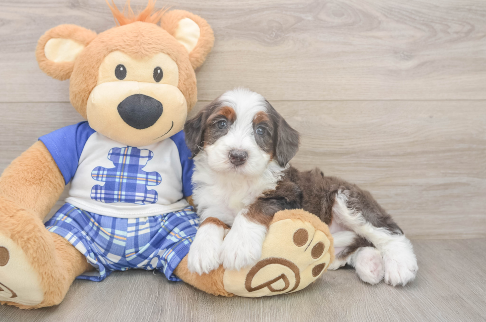 5 week old Mini Bernedoodle Puppy For Sale - Seaside Pups