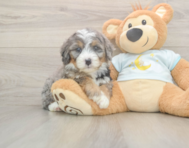 5 week old Mini Bernedoodle Puppy For Sale - Seaside Pups