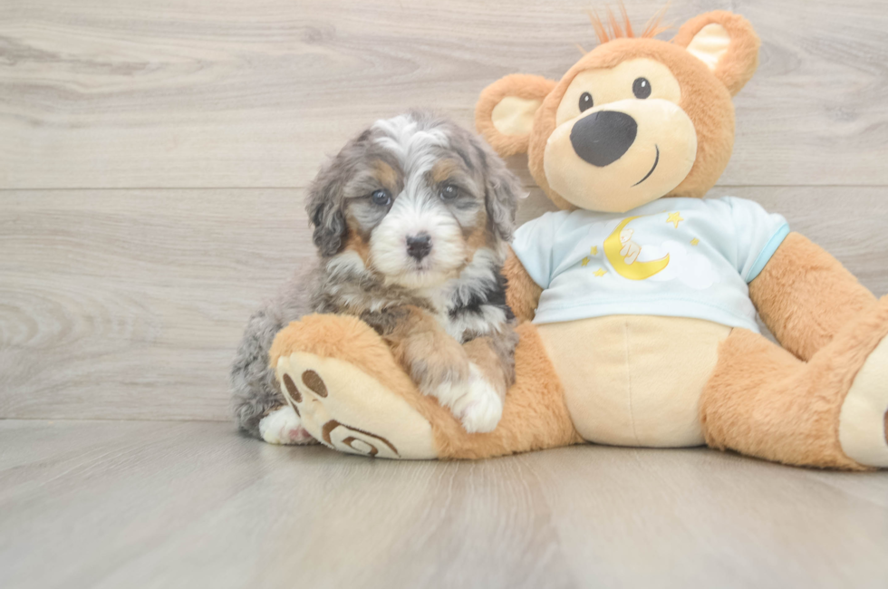 5 week old Mini Bernedoodle Puppy For Sale - Seaside Pups