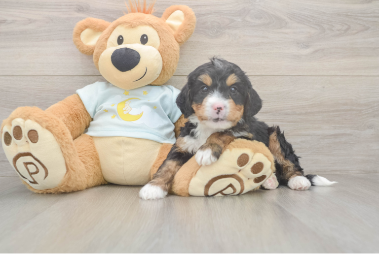 Energetic Mini Bernesepoo Poodle Mix Puppy