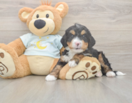 5 week old Mini Bernedoodle Puppy For Sale - Seaside Pups