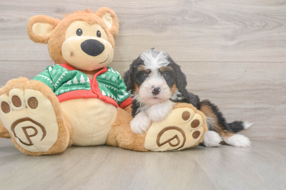 5 week old Mini Bernedoodle Puppy For Sale - Seaside Pups