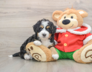 6 week old Mini Bernedoodle Puppy For Sale - Seaside Pups