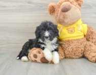 9 week old Mini Bernedoodle Puppy For Sale - Seaside Pups