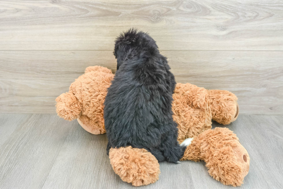 Energetic Mini Bernese Poodle Poodle Mix Puppy