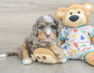 8 week old Mini Bernedoodle Puppy For Sale - Seaside Pups
