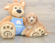 5 week old Mini Bernedoodle Puppy For Sale - Seaside Pups